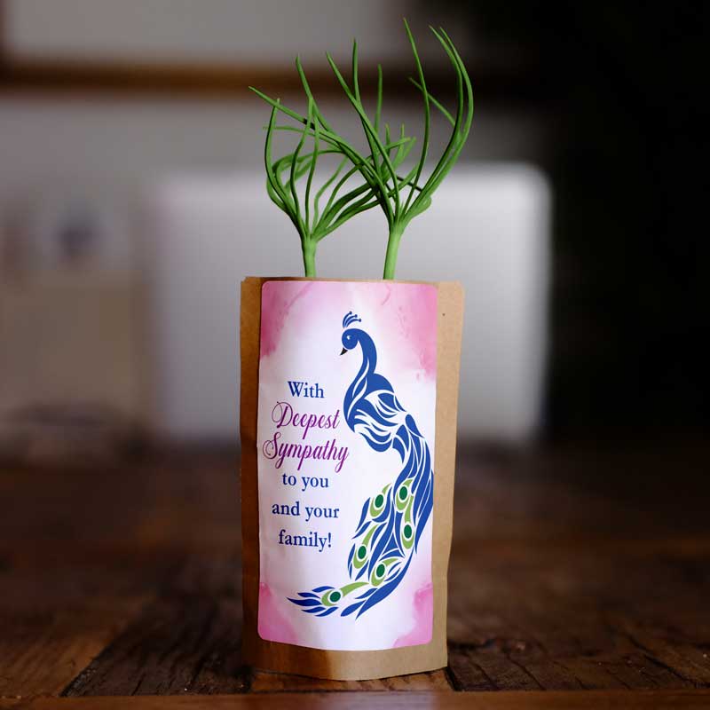 Sympathy card with peacock design and green plant on a wooden surface