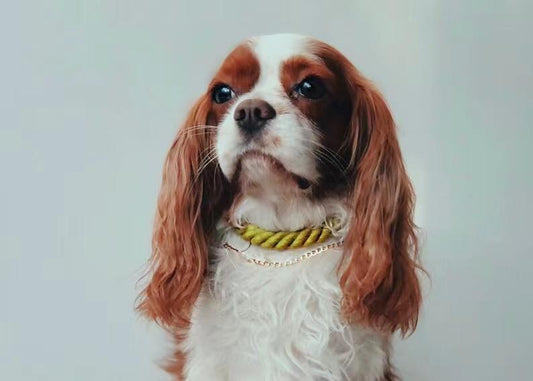 Dog wearing a gold collar on a plain background