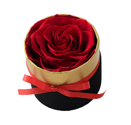 Red rose in a gold and black box with a red ribbon on a light gray background