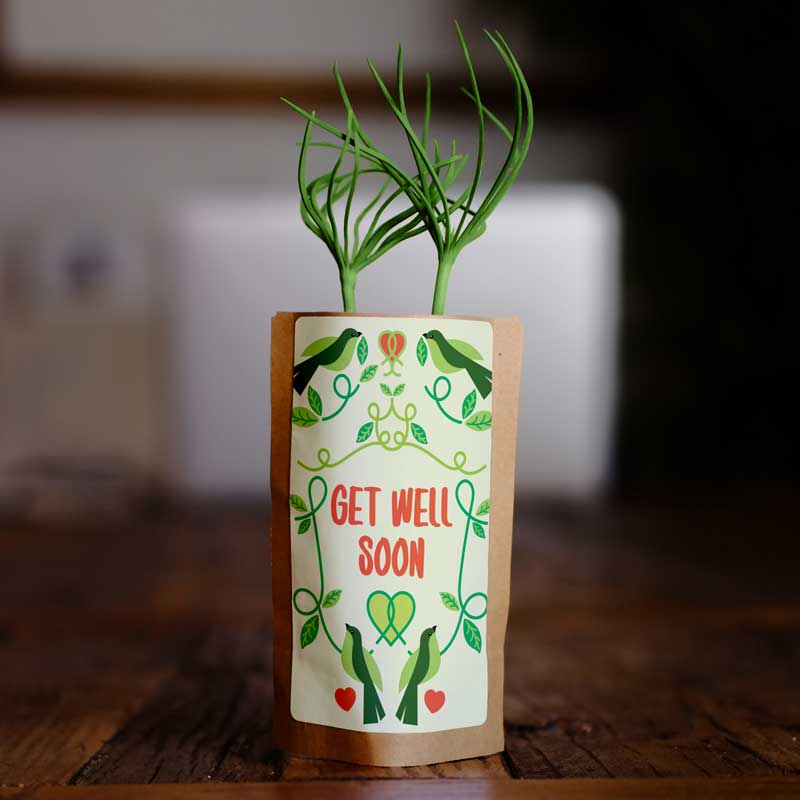 Small potted plant in a decorative pot with 'Get Well Soon' text on a wooden surface.