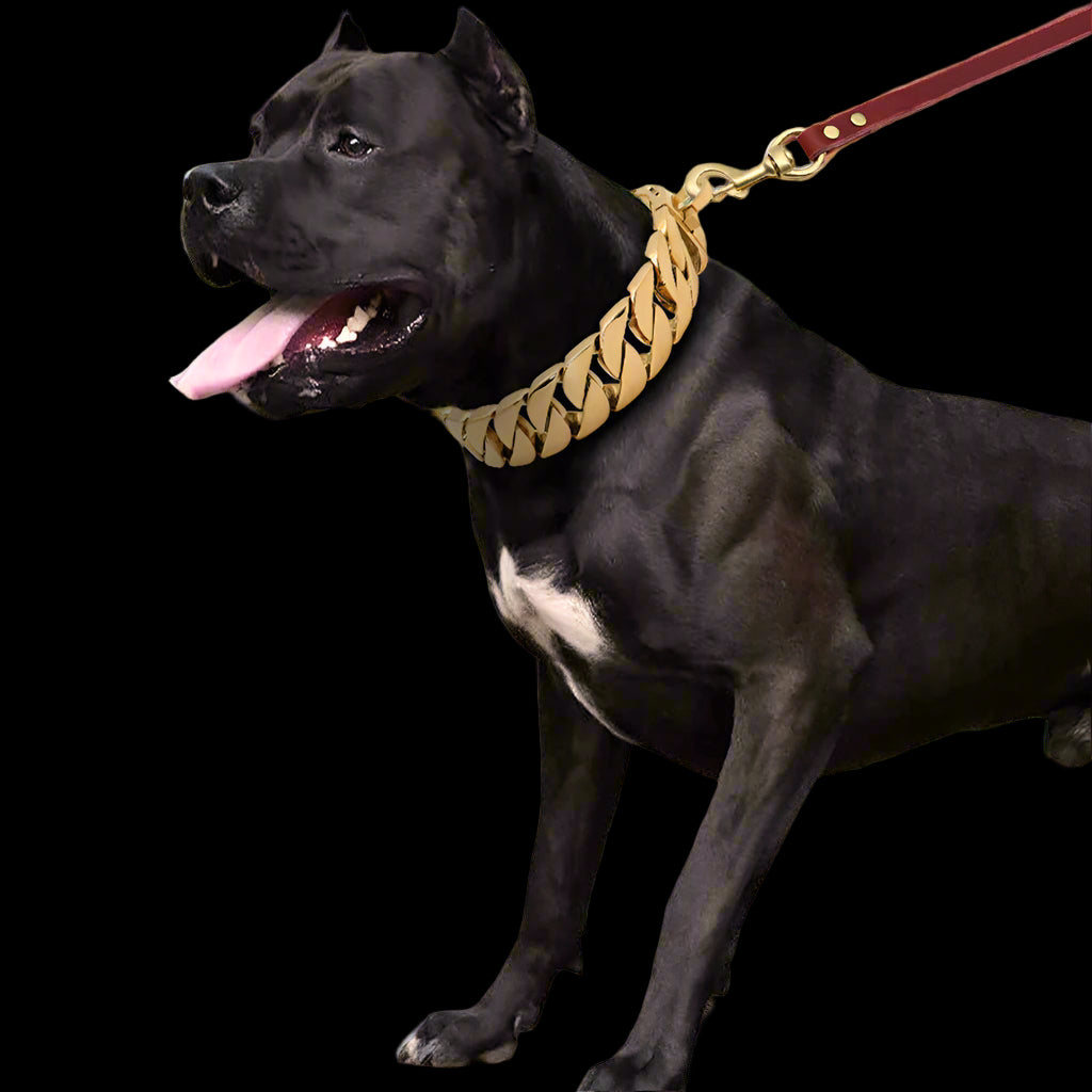 Black dog wearing a gold chain collar on a leash outdoors.