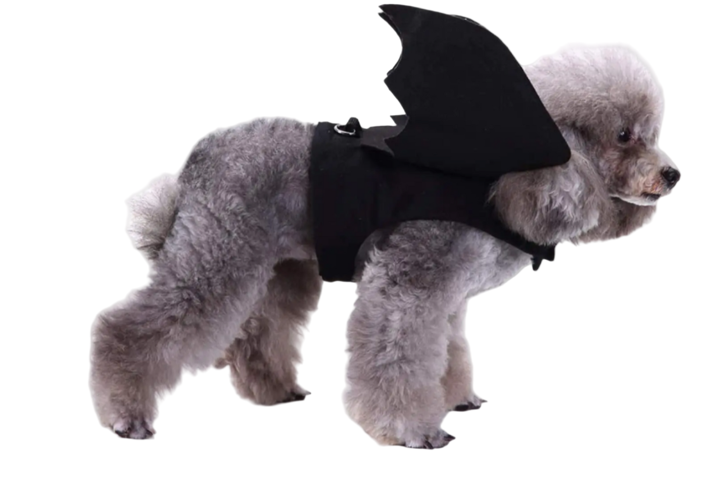 Dog wearing a black bat costume with bat wings on a white background