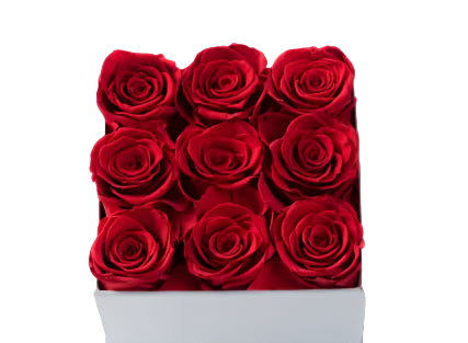 White box with red roses on a white background