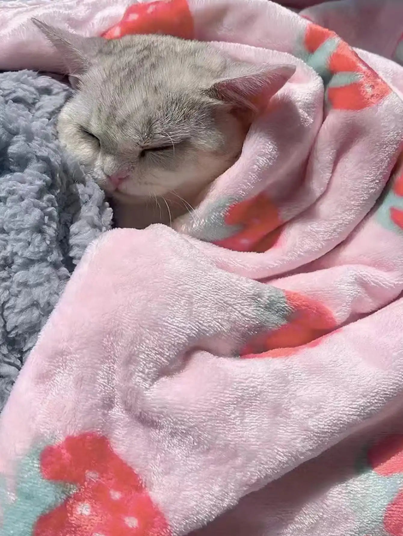 Cat sleeping under a pink blanket with red and green floral patterns