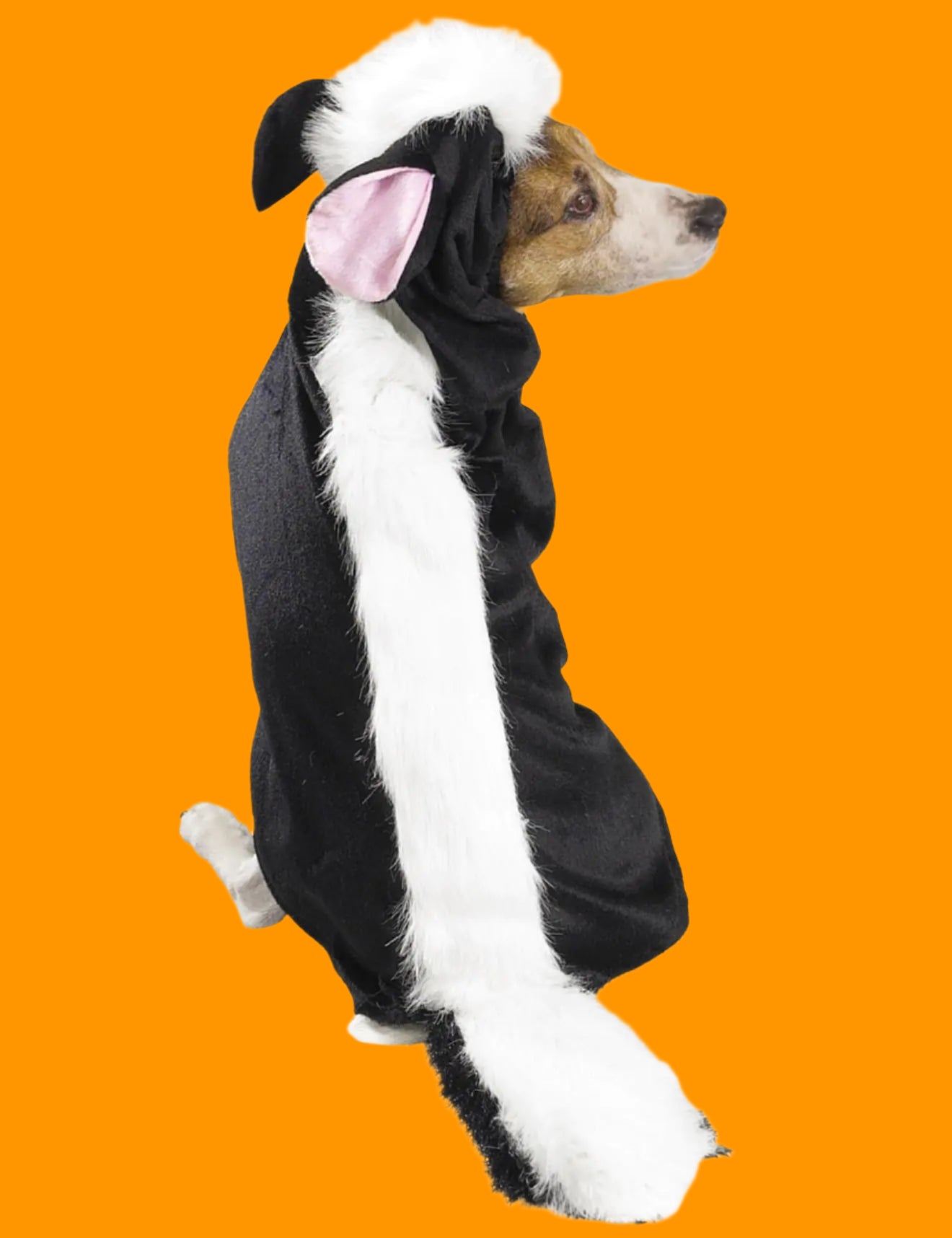 Dog wearing a skunk costume on a white background