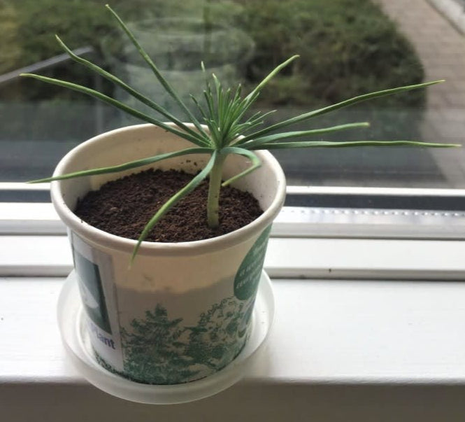 Small potted plant on a windowsill with a garden view outside