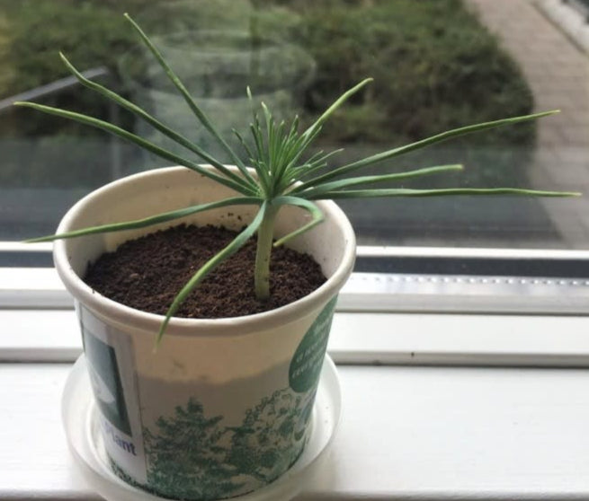 Small potted plant on a windowsill with a garden view outside
