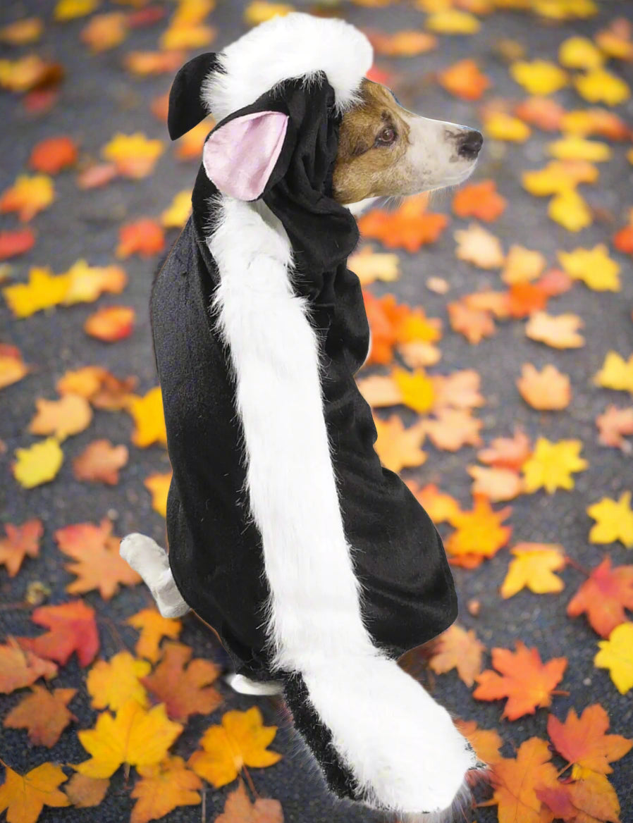 Dog wearing a skunk costume on a white background