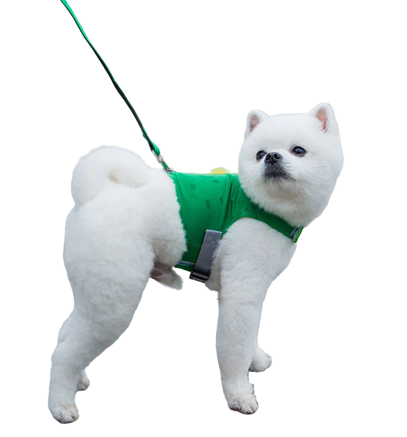White dog wearing a green life jacket on a wet pavement