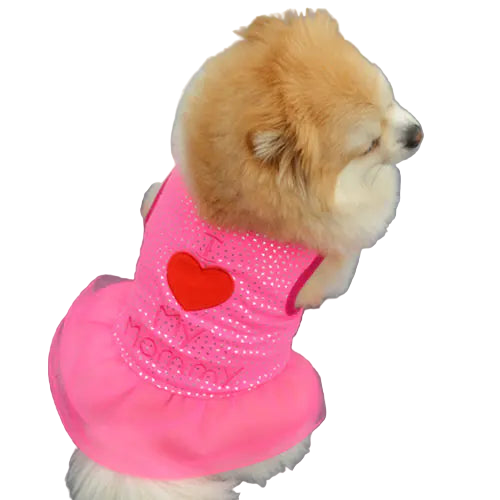 Small dog wearing a pink outfit with a red heart on a gray background