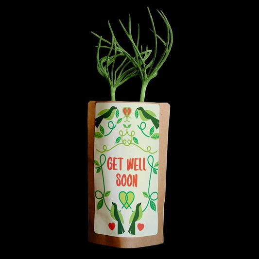 Plant in a decorative paper pot with 'Get Well Soon' text on a white background