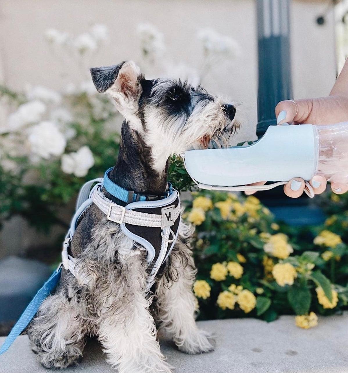 Small dog being given a treat by a person outdoors with flowers in the background