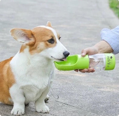 Dog drinking from a green pet water bottle held by a person on a pavement.
