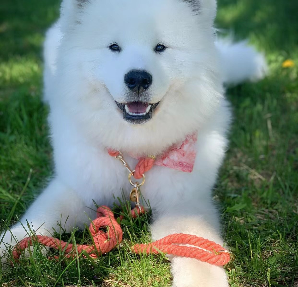 White fluffy dog with a pink leash sitting on grass