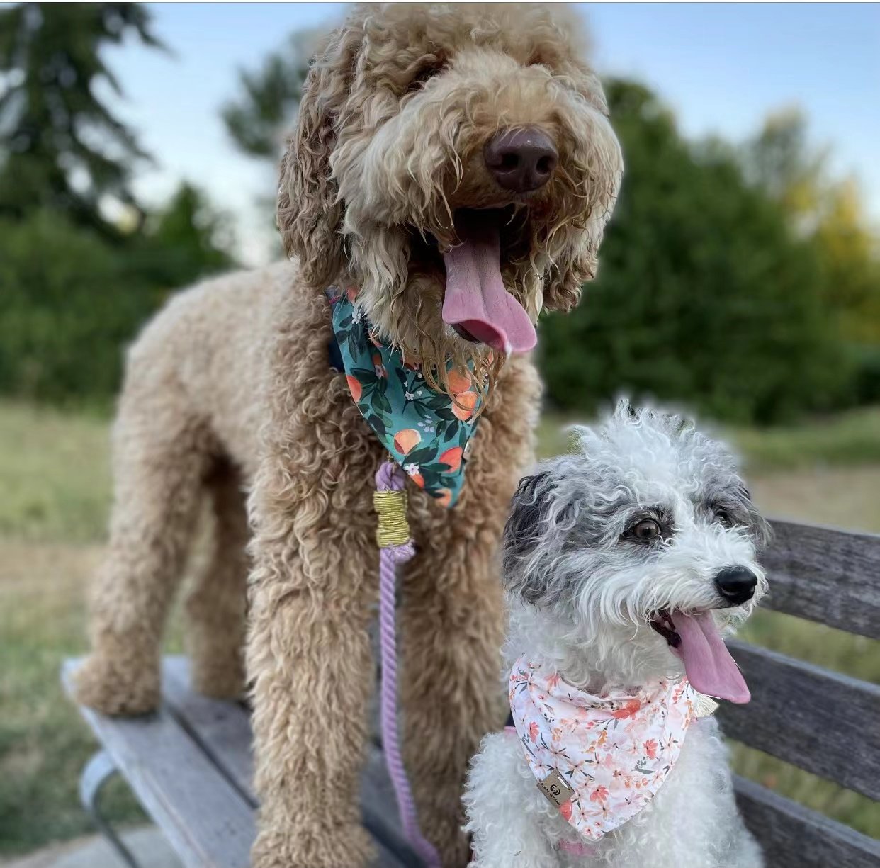 Two dogs sitting on a bench with bandanas, one brown and one white, in an outdoor setting.