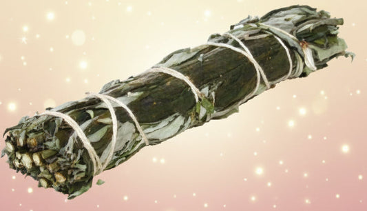 Bundled sage on a white background