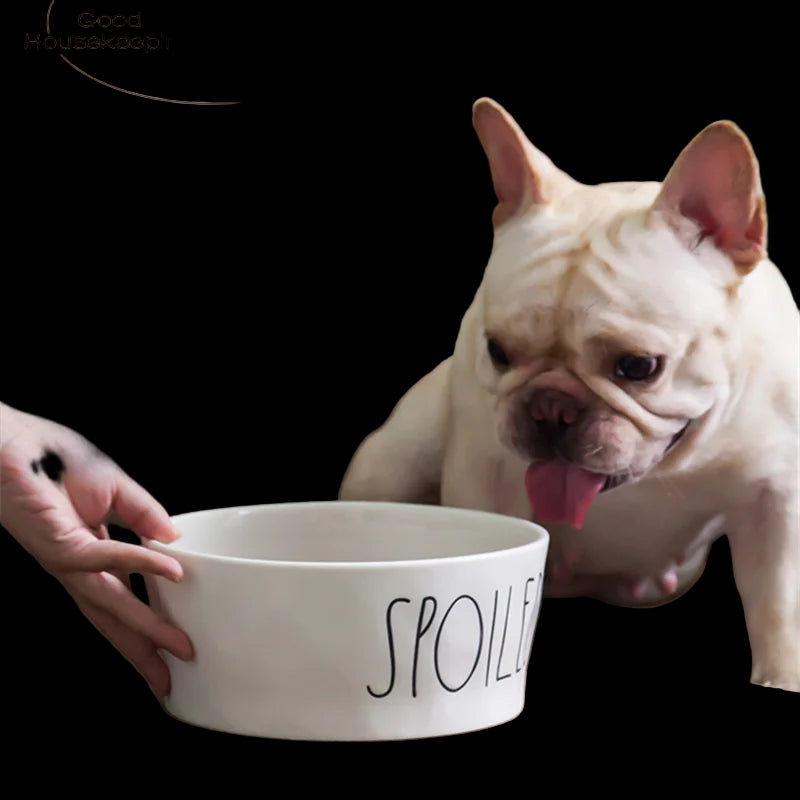 Dog with a 'SPOILED' bowl, sitting on a couch with a person's hand holding the bowl.