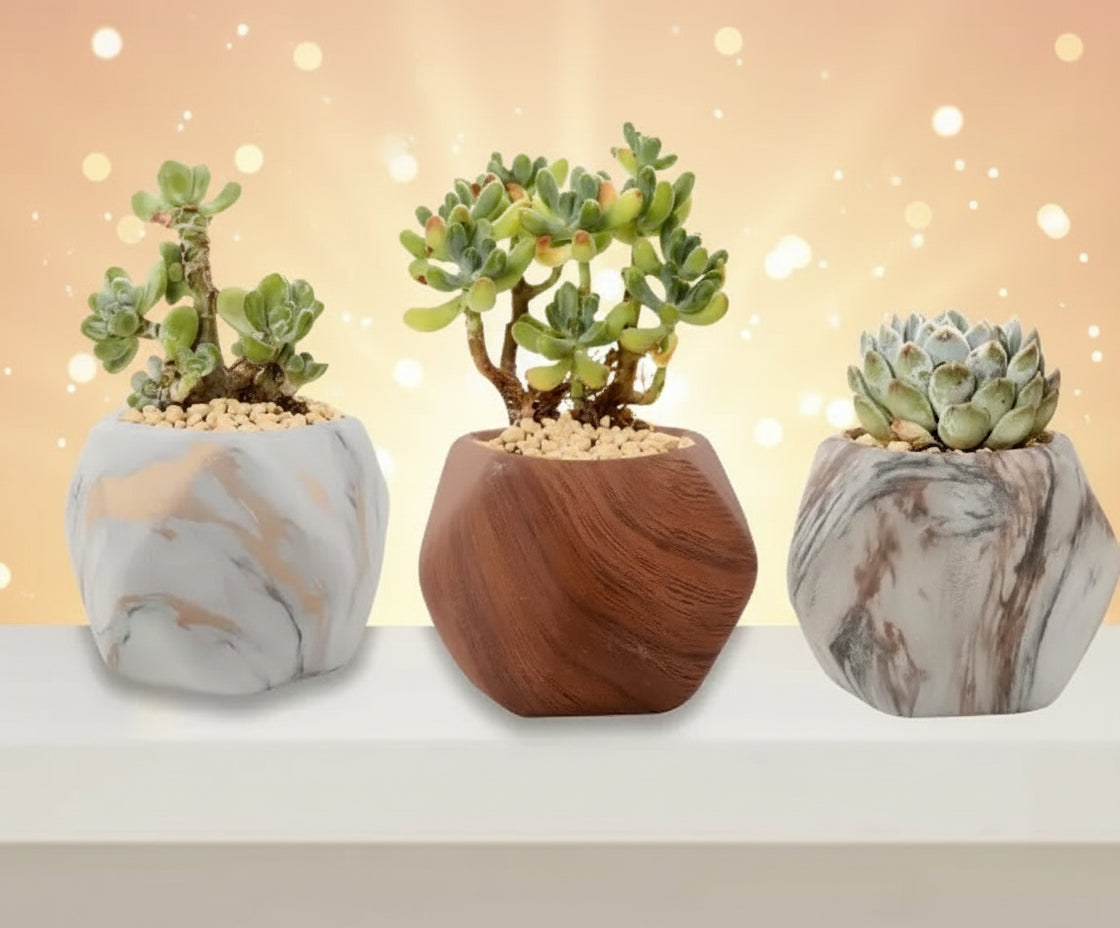 Decorative setup with potted plants and a vase on a shelf against a light wall.