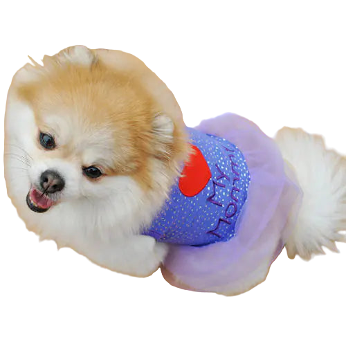 Small dog wearing a purple outfit with a red heart on a wooden floor