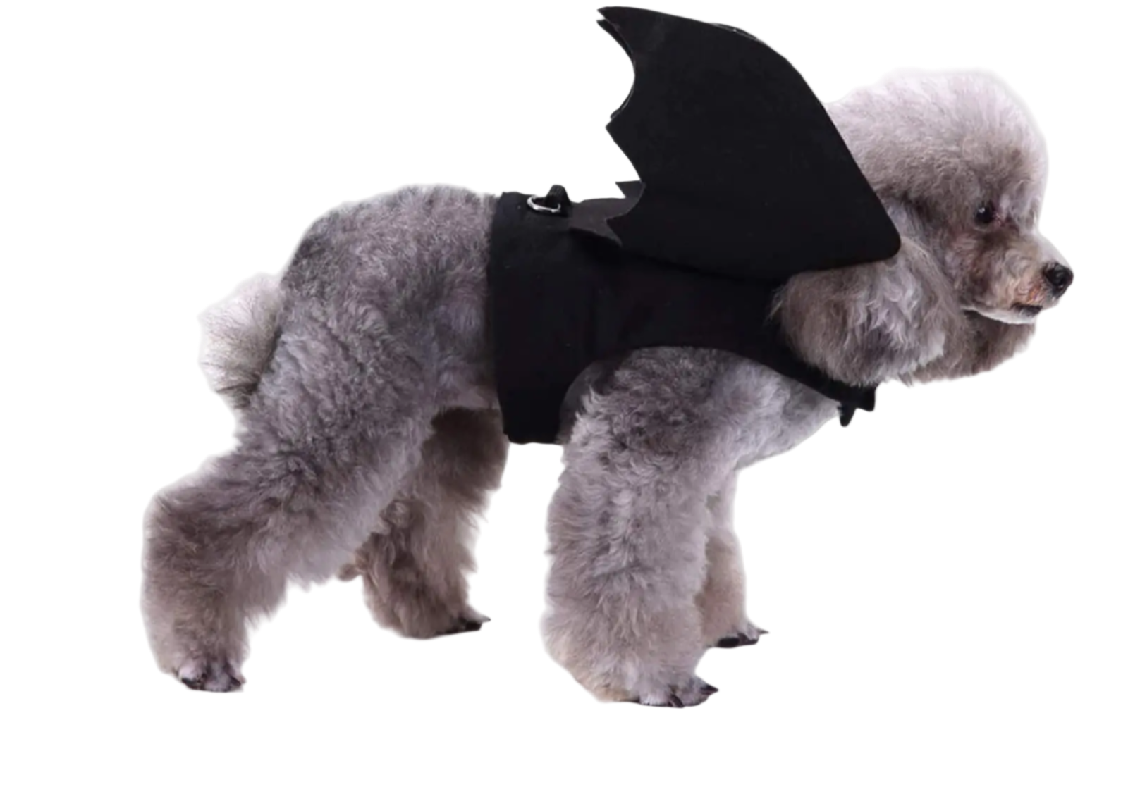 Dog wearing a black bat costume with bat wings on a white background