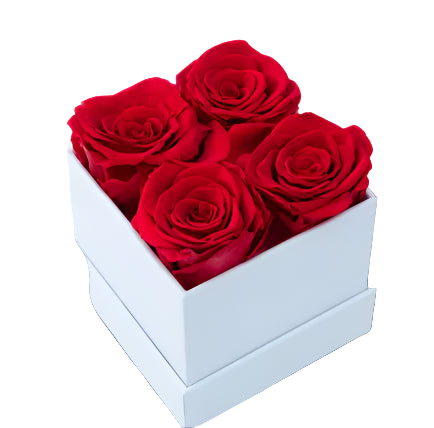 Four red roses in a white box on a light gray background
