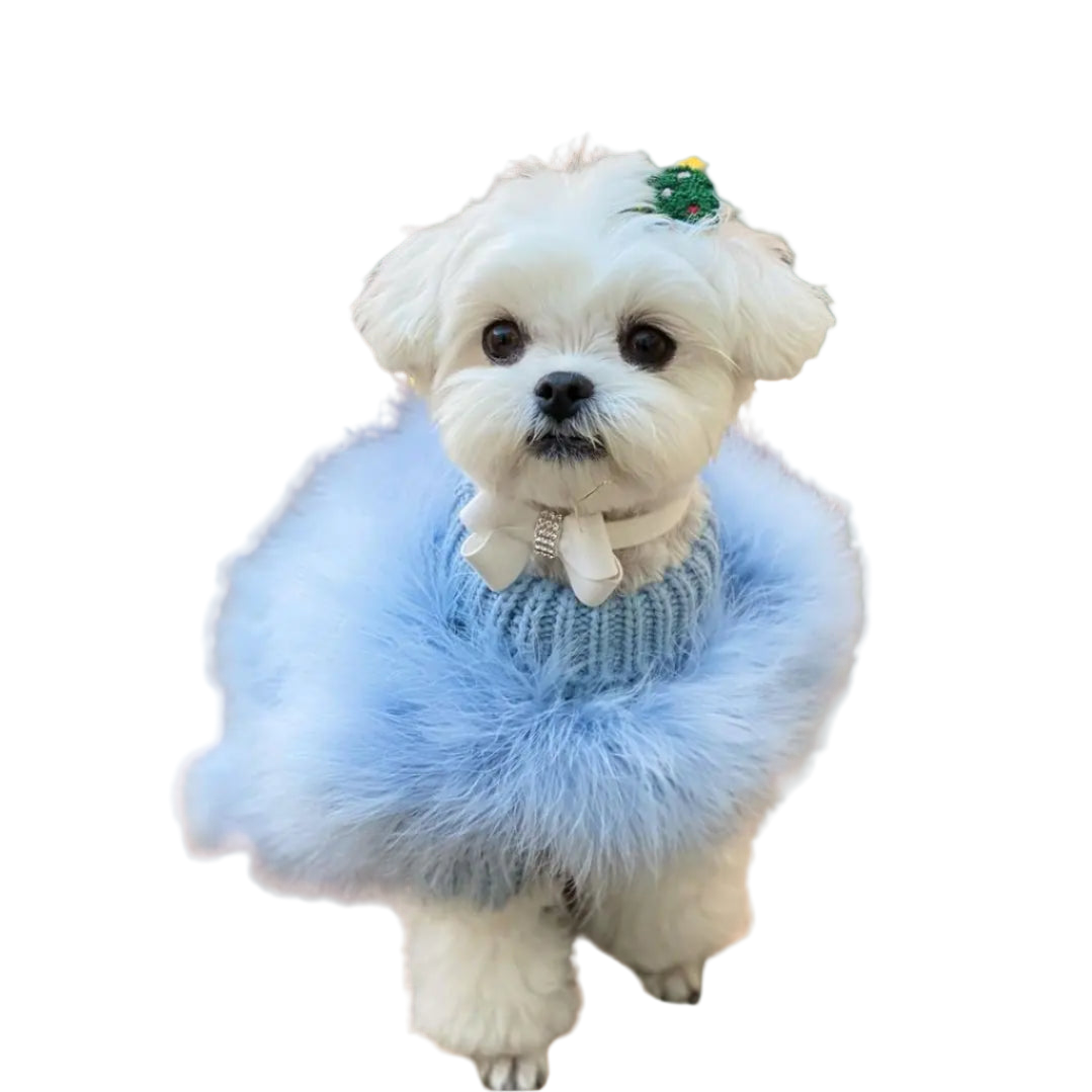 Small white dog wearing a blue sweater with fluffy trim on a blurred natural background
