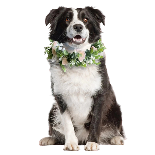 Dog wearing a floral wreath on a white background