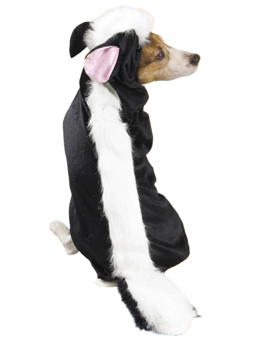 Dog wearing a skunk costume on a white background