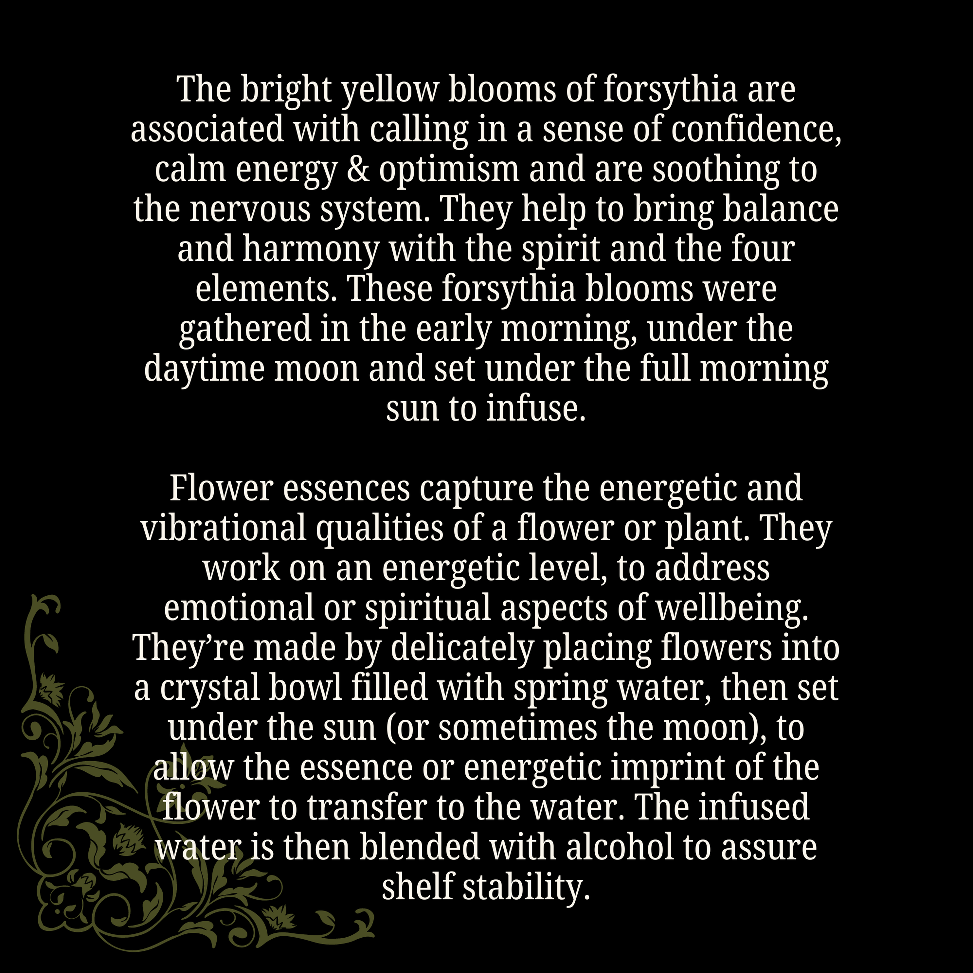Optimism Forsythia Flower Essence for Confidence and Serenity - Lucky Girl Gifts
