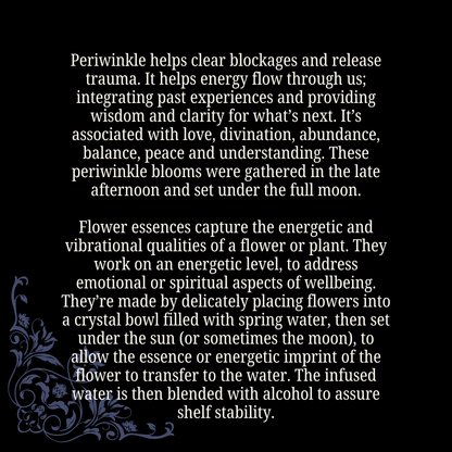 Energy Flow Periwinkle Flower Essence for Witchy Intuition - Lucky Girl Gifts