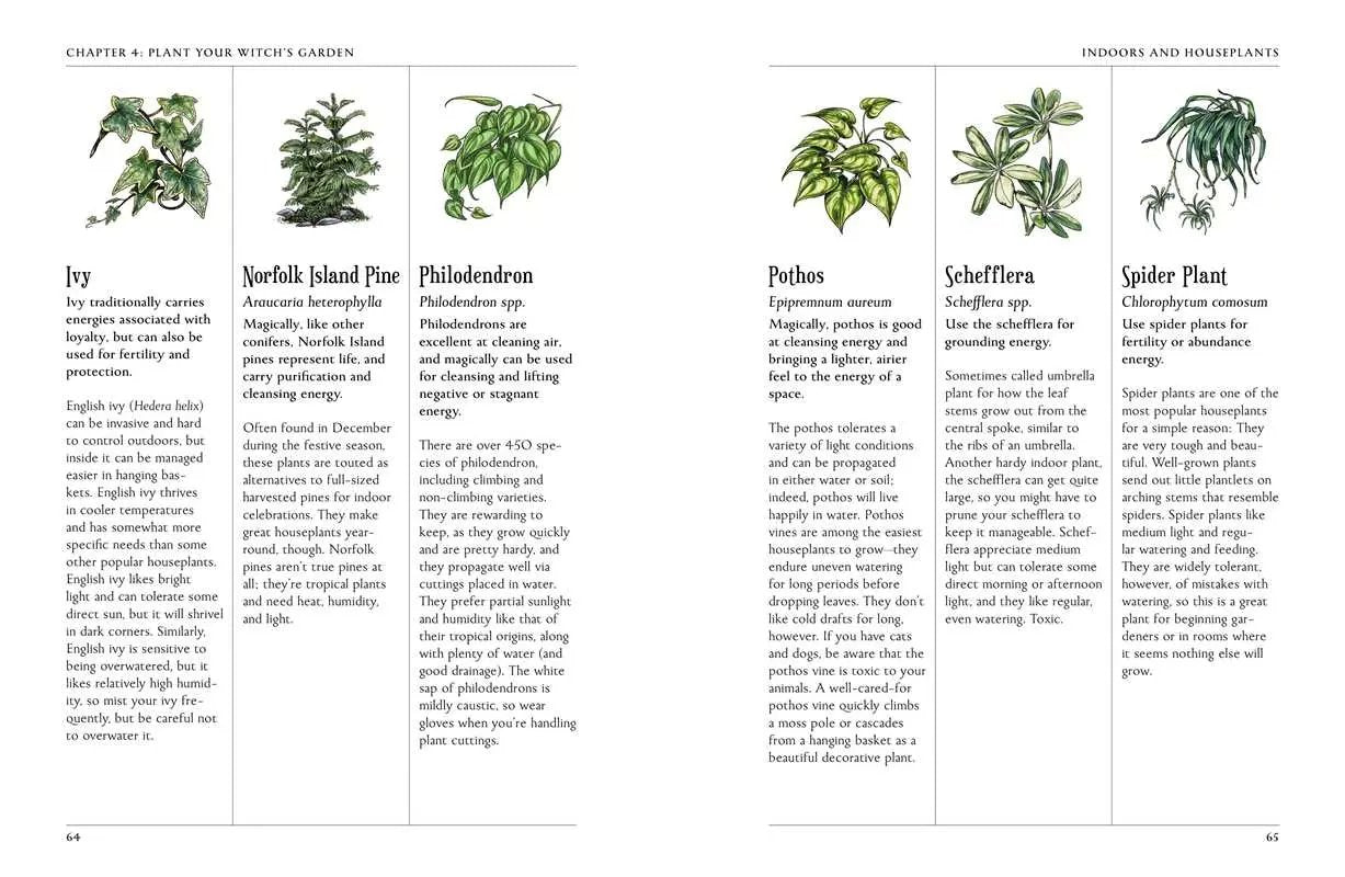Page from a book on plants with illustrations and text about various indoor plants.