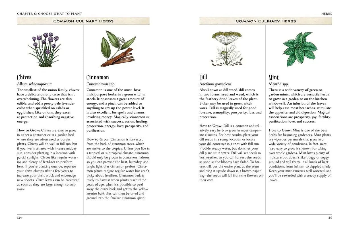Page from a book on common culinary herbs with illustrations and text.