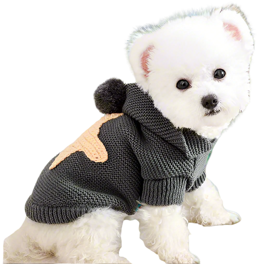 Small white dog wearing a gray knitted sweater with a pom-pom on a light background
