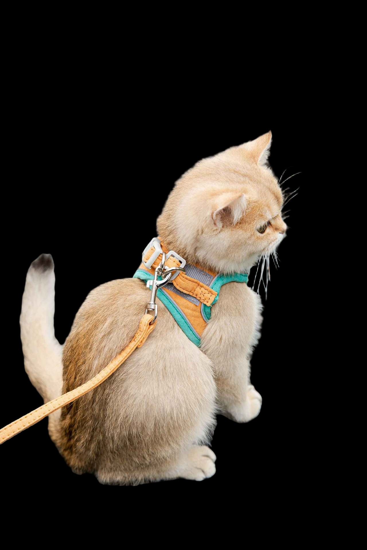 Cat on a leash sitting on a gravel path with grass in the background