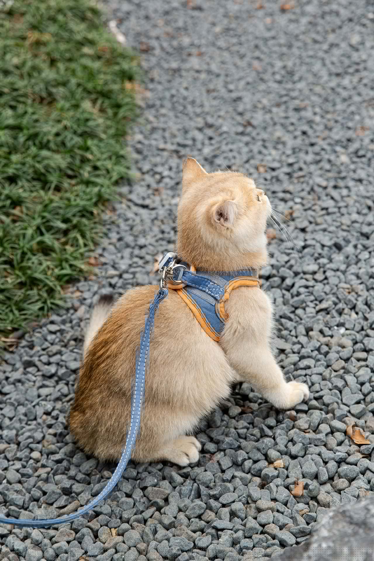 Cat on a leash sitting on a gravel path with grass on the side