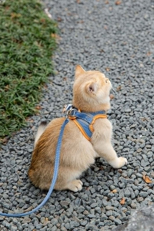 Cat on a leash sitting on a gravel path with grass on the side