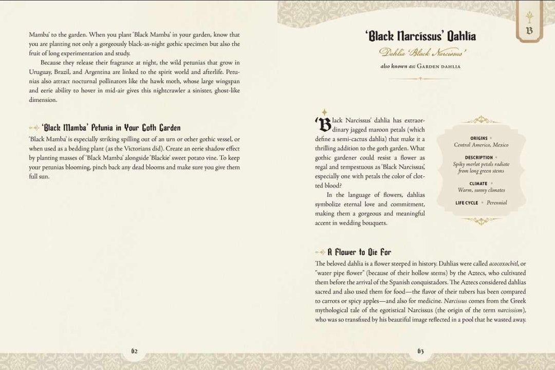 Book page with text about 'Black Narcissus' Dahlia, featuring decorative elements.