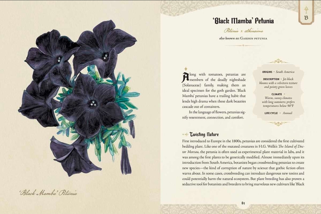 An open book spread showing botanical artwork of dark purple-black flowers with green leaves on the left page, accompanied by text titled 'Black Mamba' Petunia' and descriptive copy on the right page.