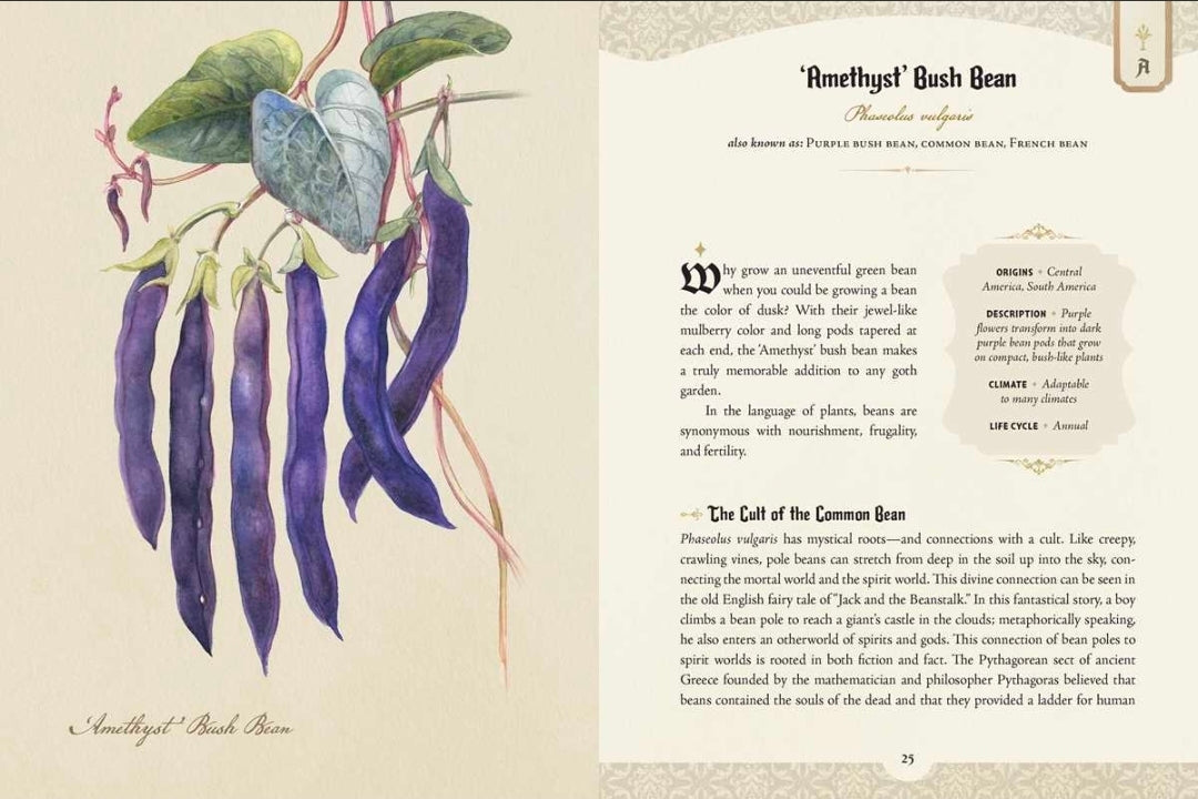 Illustration of purple beans with text on a beige background