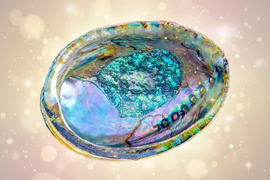 Colorful abalone shell with iridescent interior on a white background
