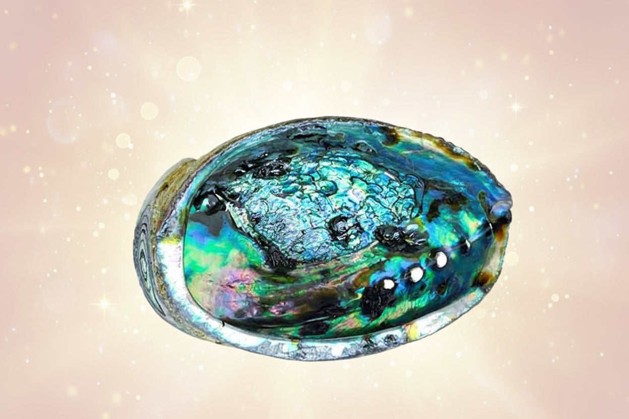 Close-up of a colorful abalone shell with intricate patterns on a white background