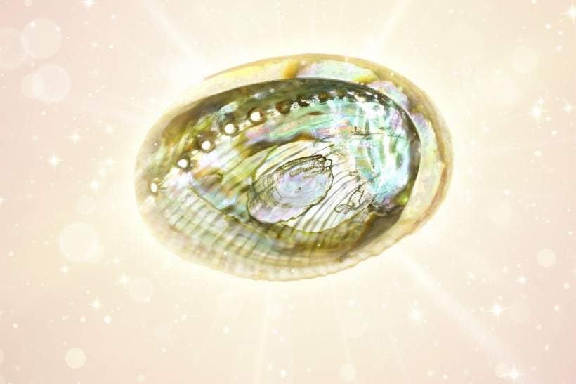 Shell with a colorful interior on a white background