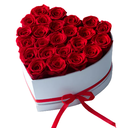 Heart-shaped box filled with red roses on a white background