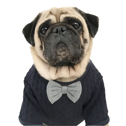 Pug wearing a dark blue sweater with a gray bow tie on a white background
