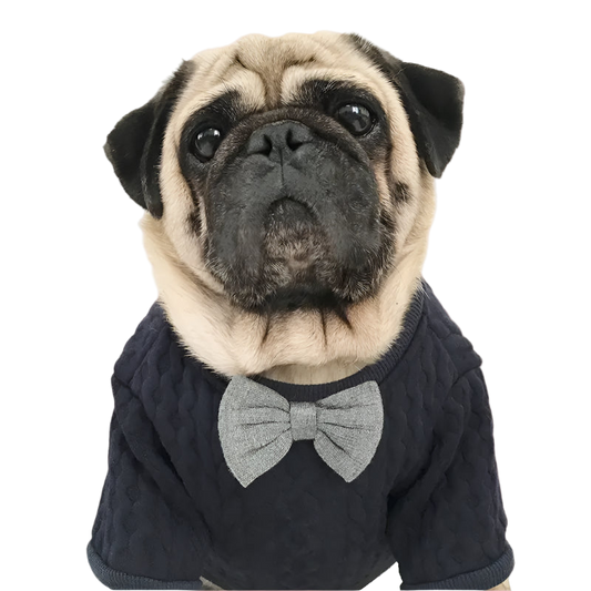 Pug wearing a dark blue sweater with a gray bow tie on a white background